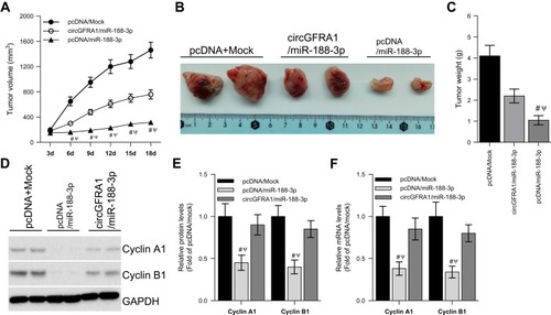 Figure 4 circGFRA1 and miR-188-3p synergistically regulated the proliferation of NSCLC cells in vivo. The NCI-H838 cells were transfected with pcDNA/Mock, circGFRA1/miR-188-3p or pcDNA/miR-188-3p for 72 h, then the cells were inocubated subcutaneously into nude mice. (A) Tumor volume was markedly decreased in pcDNA/miR-188-3p when compared to pcDNA/Mock or circGFRA1/miR-188-3p group. #P < 0.01 compared with pcDNA/Mock, ΨP < 0.01 compared with circGFRA1/miR-188-3p. (B) Representative images of resected tumor masses in pcDNA/Mock, circGFRA1/miR-188-3p or pcDNA/miR-188-3p group. (C) Tumor weight was markedly decreased in pcDNA/miR-188-3p when compared to pcDNA/Mock or circGFRA1/miR-188-3p group. #P < 0.01 compared with pcDNA/Mock, ΨP < 0.01 compared with circGFRA1/miR-188-3p. (D and E) The expression of proliferation-related genes including Cyclin A1, Cyclin B1 was detected by western-blot, #P < 0.01 compared with pcDNA/Mock, ΨP < 0.01 compared with circGFRA1/miR-188-3p. (F) The expression of proliferation-related genes including Cyclin A1, Cyclin B1 was detected by RT-qPCR, #P < 0.01 compared with pcDNA/Mock, ΨP < 0.01 compared with circGFRA1/miR-188-3p.