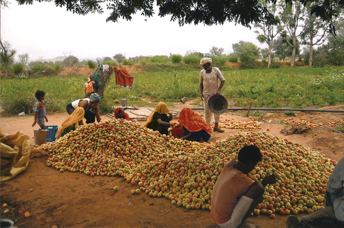 Figure 3 The harvest of financially lucrative tomatoes by the partnership in Case Two.