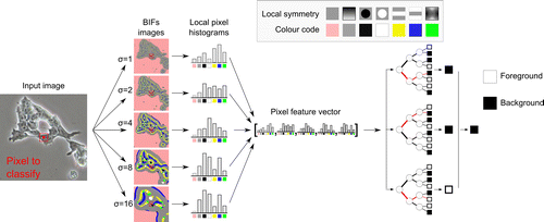 Figure 1 PCM pixel classification based on local histograms of BIFs. The seven BIFs and their respective colour codes are flat (i.e. no strong structure), slopes, radially symmetrical dark blobs, radially symmetrical bright blobs, dark lines, bright lines and saddle points.