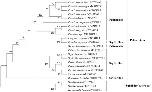 Figure 1. The maximum likelihood tree of P. penicillatus and 22 other species based on 13 PCGs.