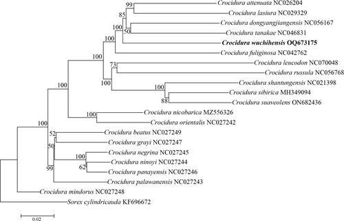 Figure 3. A phylogenetic tree of 20 Crocidura species based on the concatenated Dataset of 13 protein-coding genes. Nodal support indicated by bootstrap.