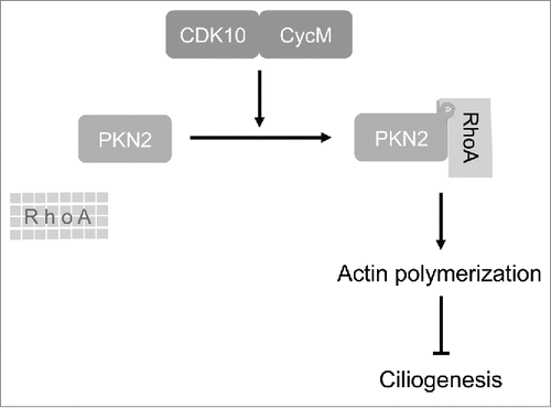 Figure 7. Model depicting CDK10/CycM regulation of actin dynamics and ciliogenesis.