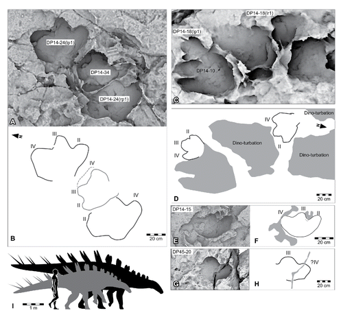 FIGURE 49. Tracks referrable to Garbina roeorum, ichnogen. et ichnosp. nov., from the Yanijarri–Lurujarri section of the Dampier Peninsula, Western Australia. The pedal impressions only trackways UQL-DP14-24 (black outlines) and UQL-DP14-34 (gray outlines), preserved in situ as A, ambient occlusion image (underside) and B, schematic interpretation. The pedal impression only trackway UQL-DP14-18 (black outlines), preserved in situ as C, ambient occlusion image; and D, schematic interpretation. Pedal impression, UQL-DP14-15, preserved in situ as E, ambient occlusion image; and F, schematic interpretation. Possible right pedal impression, UQL-DP45-20, preserved in situ as G, ambient occlusion image; and H, schematic interpretation. I, silhouettes of hypothetical Garbina trackmaker based on UQL-DP14-1 (as a quadruped) and UQL-DP14-15 (as a biped), compared with a human silhouette. See Figure 19 for legend.