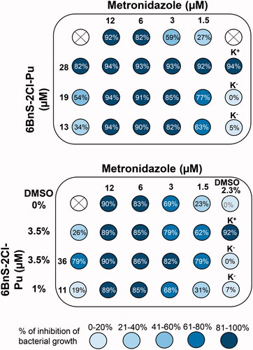 Figure 6. The antibacterial effects of 6BnS-2Cl-Pu, metronidazole (MTZ), and combination of both against H. pylori 26695 strain replication. As solution of 6BnS-2Cl-Pu contains DMSO (typically roughly 1% per 3 µg/mL of 6BnS-2Cl-Pu, maximum used was 3.5%), the effect of MTZ solution containing 3.5% DMSO (lower panel, second row), and DMSO alone, 3.5% and 2.3% were also checked. Lower DMSO concentration, 2.3% does not affect H. pylori cell culture growth, while 3.5% in this case yields 26% inhibition. The percent inhibition of bacterial growth is described in each well. The white circles with a cross in the middle indicate empty wells, K+ indicates a positive control (kanamycin 25 µg/mL) and K− indicate negative controls with water (upper) and BHI medium untreated with H. pylori cells (lower). The results are presented as the mean of three repetitions.