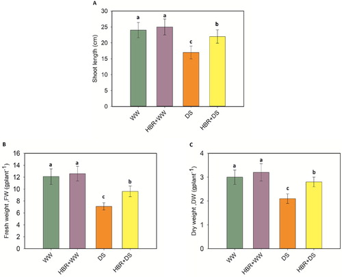 Figure 1. Effect of HBR on shoot length (A), fresh weight (B), and dry weight (C) of soybean seedlings under drought stress. Data presented are mean (±SE) of three replicates, and bars with dissimilar letters are significantly different at the P ≤ 0.05 level.