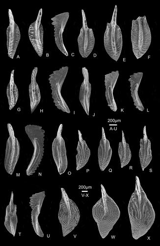 Figure 11. Selected representative conodonts from the Xiejingsi Formation. All are P1 (Pa) elements. A–C, Polygnathus robustus Klapper and Lane, Citation1985. A, B, upper views of PKUM-02-1147/Sh3 and PKUM-02-1148/Sh3; C, lateral view of PKUM-02-1149/Sh3; D–F, Polygnathus planirostratus Dreesen and Dusar, Citation1974, upper views of PKUM-02-1150/Sa8-1, PKUM-02-1151/Sa8-1 and PKUM-02-1152/L12-1; G–O, Polynodosus changyangensis sp. nov. G, paratype, upper view of PKUM-02-1153/Sh3; H–J, paratype, upper, lateral and aboral views of PKUM-02-1262/Sh3; K, L, paratypes, lateral views of PKUM-02-1154/Sh3 and PKUM-02-1155/Sh3; M–O, holotype, upper, lateral and aboral views of PKUM-02-1157/Sh3; P, Q, Polynodosus nodocostatus (Branson and Mehl, Citation1934), upper views of PKUM-02-1158/L4-1 and PKUM-02-1159/Sh9; R–U, Polynodosus cf. yazdii (Gholamalian et al., Citation2009). R, upper view of PKUM-02-1160/Sh9; S–U, upper, aboral and lateral views of PKUM-02-1161/Sh9; V, W, Polylophodonta concentrica (Ulrich and Bassler, Citation1926), upper views of PKUM-02-1162/Sh9 and PKUM-02-1163/L4-2; X, Polylophodonta confluens (Ulrich and Bassler, Citation1926), upper view of PKUM-02-1164/Sh9.
