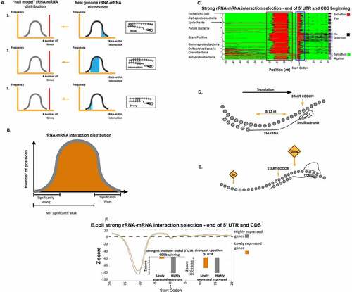 Figure 1. Prediction of rRNA-mRNA interaction strength and selection for or against strong rRNA-mRNA interactions at the 5ʹUTR and at the beginning of the coding region. (a) The three statistical tests to detect evolutionary selection for different rRNA-mRNA interaction strengths (see Material and Methods section). 1. Enrichment of sub-sequences with weak rRNA-mRNA interactions (higher rRNA-mRNA interaction values, i.e. right tail of the distribution); 2. Enrichment of sub-sequences with intermediate rRNA-mRNA interactions (not weak and not strong rRNA-mRNA interaction values), and 3. Enrichment of sub-sequences with strong rRNA-mRNA interactions (lower rRNA-mRNA interaction values, i.e. the left tail of the distribution). We examined weak, intermediate, and strong rRNA-mRNA interaction strengths separately. In each case, we tested if their number or mean value was significantly higher than expected by the null mode rRNA-mRNA interaction values distribution. (b) Explanation of the statistical questions. The statistical questions we asked are not complementary to each other. (c) Results of the test for selection of strong interactions in the 5ʹUTR and first 20 nucleotides of the coding region. Each row represents a bacterium, rows are clustered based on phyla, and each column is a position in the transcripts of the analysed organisms. Red and green indicate a position with significant selection for and against strong rRNA-mRNA interaction compared to the null model, respectively. Black indicates a position with no significant selection (Material and Methods section). The second column from the right: a black pixel represents a bacterium. The number of positions with significant selection for strong interactions was significantly higher than the null model in the 5ʹUTR. Rightmost column: a blue pixel represents a bacterium for which the number of significant positions with selection for strong interactions was significantly higher than the null model in the last nucleotide of the 5ʹUTR and the first five nucleotides of the coding region. (d) An illustration of the way strong rRNA-mRNA interactions affect translation initiation: The rRNA-mRNA interactions upstream of the start codon initiate translation by aligning the small subunit of the ribosome to the canonical start codon. (e) An illustration of the suggested model: strong interactions at the first elongation steps slow down the ribosome movement. (f) Z-scores for rRNA-mRNA interaction strengths at the last 20 nucleotides of the 5ʹUTR and first 20 nucleotides of the coding regions in highly and lowly expressed E. coli genes. Lower/higher Z-scores indicate selection for/against strong rRNA-mRNA interactions, respectively, in comparison to what is expected by the null model. Highly and lowly expressed genes were selected according to protein abundance. Insets: two bar graphs of the Z-scores in highly and lowly expressed genes in the two regions of the reported signals