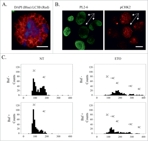 Figure 10. ETO and ETO+Baf impair cell nuclear integrity causing a delay in late S-phase in a proportion of cells with persistent DNA damage. (A) Disintegration of the nucleus is observed in ETO treated cells following prolonged Baf exposure (72h), where impaired autophagic flux is confirmed by alveolar structure of LC3B-positive cytoplasm in the absence of LC3 foci; Bars = 20 µm. (B) Persistent DNA damage leads to destruction of the epichromatin ternary complex (a specific conformation of nucleosomes attached to lamin B1) seen by a decrease in staining by the Pl2–6 antibody where Chk2-positive foci is detected in ETO-treated PA1 cells at day 4. (C) Representative DNA histograms obtained by image cytometry of ETO-treated and ETO+BAF-treated cells samples (day 4 after treatment); one of 3 independent experiments. BafA alone causes partial arrest in G1 in control (NT)cells and a subsequent decrease of the G2 fraction; ETO-treatment induces G2-arrest, however, a proportion of cells remain delayed in late S-phase (<4C). Cells with the DNA content <4C and 4C(G2) still reach peaks of corresponding doubling, <8C and 8C. Suppression of autophagy by Baf in ETO-treated cells favors an increase of the proportion of cells in the <4C fraction and reduces the number of cells.