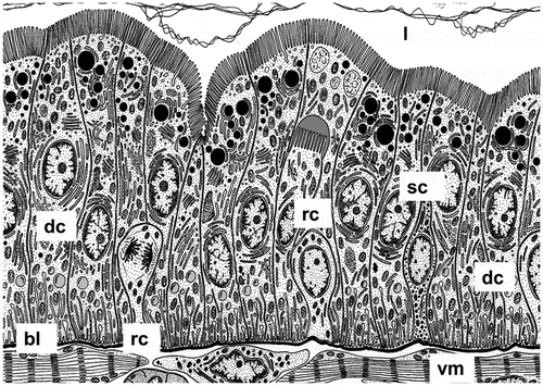 Figure 3. Diagrammatic representation of the midgut epithelium in L. forficatus. Digestive cells (dc), secretory cells (sc), regenerative cells (rc), basal lamina (bl), visceral muscles (vm), midgut lumen (l)