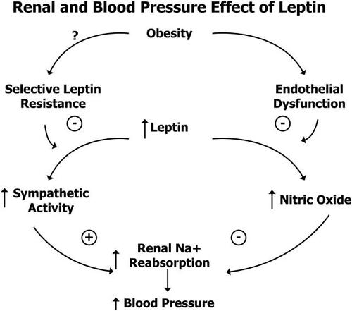 Figure 1 Renal and blood pressure effect of leptin. Adapted from CitationHall et al 2001. Copyright © 2001. Reproduced with permission from Hall JE, Hildebrandt DA, Kuo J. 2001. Obesity hypertension: role of leptin and sympathetic nervous system. Am J Hypertension, 14(6 Pt 2):103S-115S.