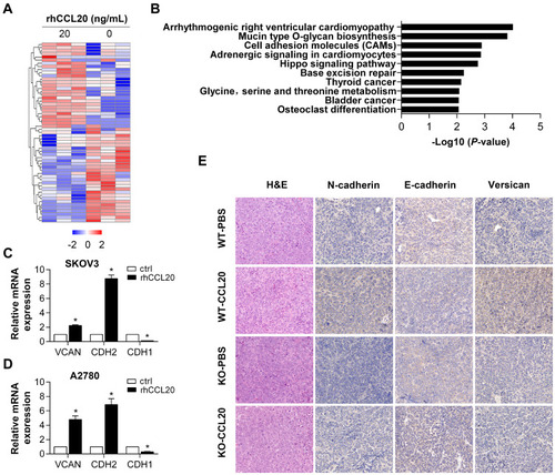 Figure 6 Differentially expressed genes after rhCCL20 treatment in ovarian cancer cells.