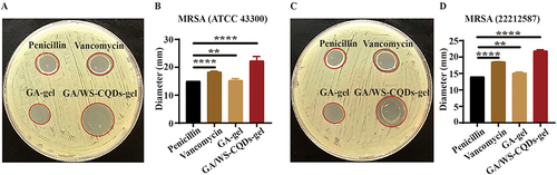 Figure 4 The anti-MRSA activity of GA/WS-CQDs hydrogels. Inhibition-zone test for 10 μg/mL penicillin hydrogels, 10 μg/mL vancomycin hydrogels, GA-gel, and GA/WS-CQDs-gel against MRSA, (A) Representative digital images and (B) statistical analysis showed antibacterial capacity by inhibition-zone test against MRSA (ATCC 43300). (C) Representative digital images and (D) statistical analysis against MRSA (22,212,587). The data are mean ± SD (n=3, statistical significance was analyzed via unpaired t-test, **p < 0.01, ****p < 0.001).