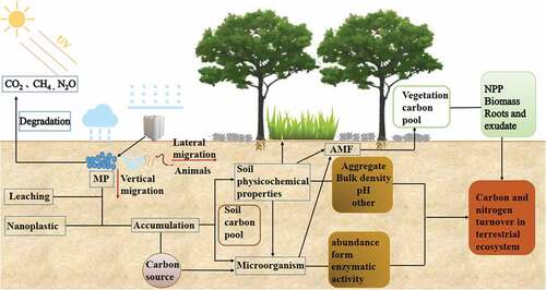 Figure 3. The fate and ecological effects of MPs on the terrestrial ecosystems.