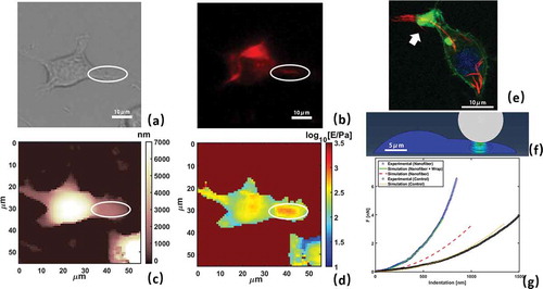 Figure 6. PLGA-PEG nanofibers internalized by RAW264.7 macrophage. (a) optical transmission image, (b) fluorescence image, (c) AFM height image, (d) Young’s Modulus mapping. White circle highlights position of nanofiber. (e) Confocal laser scanning microscopy (CLSM) images of fixed cells showing nanofibers and actin distribution (Scale bar: 10 µm. Blue: DAPI for nuclei, green: Phalloidin for actin, red: Nile Red for nanofibers, white arrow shows actin wrap around nanofiber). f) Normal stress field plot for FEM indentation of nanofiber wrapped by 500 nm layer. d) AFM force curves on top of nanofiber (blue triangles) and on cell body (black circles), overlapped with FEM simulations of cell body (purple-dotted line), cell with nanofibers (red-dashed line), and cell with nanofibers wrapped by actin (green solid line). Reproduced with permission from [Citation110]