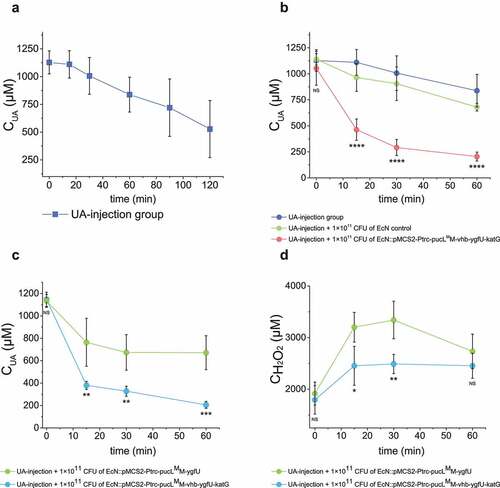 Figure 5. Therapeutic effect by using the engineered EcN strains via oral administration in the UA-injection hyperuricemia mice. (a) The serum UA concentrations in mice after the intravenous injection of UA. It is named as the UA-injection group. (b-d) 2 × 1010 CFU of the indicated engineered EcN strains containing the UA degrading genes with or without vhb and katG were orally administered once a day for 5 days in mice. Then UA was intravenously injected 1 hour after the last time of intragastric administration of the EcN strains. The serum UA concentrations were determined (b-c). The serum concentrations of H2O2 were determined (d). Six parallel experiments were executed to obtain averages and calculate STDEV. In panel b, the one-way ANOVA method was used to calculate the p value. The Q values were calculated to get the FDR. Q > 0.05, ‘ns’ was marked; Q < 0.0001, ‘****’ was marked. Only the Q values between the mean data of the two groups representing the fastest UA degradation rates were showed. In panel c&d, the student’s t-test method was used to calculate the p value. p > .05, ‘ns’ was marked; p < .05, ‘*’ was marked; p < .01, ‘**’ was marked; p < .001, ‘***’ was marked.