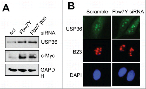 Figure 2. Fbw7γ regulates the levels of USP36, but not its nucleolar localization. Hela cells transfected with scrambled, Fbw7γ specific siRNA or pan-siRNA targeting all Fbw7 isoforms were subjected to immunoblot to detect the indicated proteins (A) and IF staining with anti-USP36 (green) or B23 (red) antibodies (B).