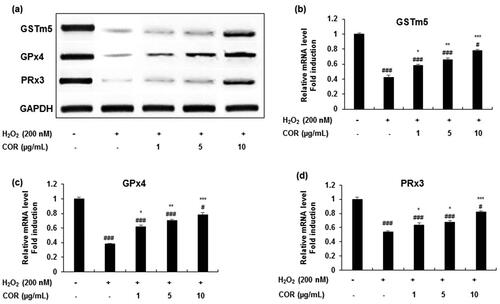 Figure 3. The effect of COR on the mRNA expression of antioxidant enzyme in hydrogen peroxide (H2O2)-induced TM3 cells. (a): The mRNA expression of GSTm5, GPx4, and PRx3 analysed by RT-PCR. (b-d): Relative expression levels (fold) of GSTm5, GPx4, and PRx3 in three independent experiments, respectively. GAPDH was used as an internal control. The data are expressed as the mean ± SD (n = 6). #p < 0.05 and ###p < 0.001 compared with control. *p < 0.05, **p < 0.01 and ***p < 0.001, compared to cells exposed to H2O2. COR: cordycepin, GSTm5: glutathione-S-transferase m5, GPx4: glutathione peroxidase 4 and PRx3: peroxiredoxin 3, GAPDH: Glyceraldehyde 3-phosphate dehydrogenase, RT-PCR: reverse transcriptase-polymerase chain reaction.