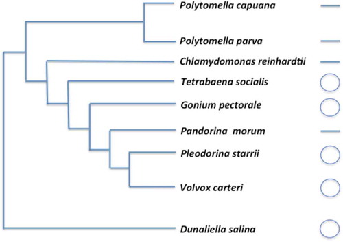 Fig. 5. mtDNA conformations for various Reinhardtinia lineages. Relationships were derived from previous phylogenetic analyses (Coleman, Citation1999; Nozaki et al., Citation2000, Citation2014; Nakada et al., Citation2008;). Note that the mtDNA genome of Polytomella parva is fragmented into two linear segments.