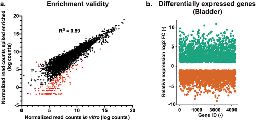 Figure 2. RNA enrichment validity and differential expression between in vivo and in vitro conditions. (a) Quality of enrichment was assessed by correlating the normalized read counts of the enriched in vitro samples (enriched from a mix with RNA from a non-infected kidney) and the non-enriched in vitro samples. Red-labelled data points indicate enrichment bias. (b) Differential expression diagram: more than 1000 genes are up- and downregulated (Log2(fc) ≥1 and ≤1) compared to in vitro conditions. FC: fold-change.