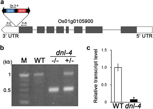 Figure 2. Analysis of dnl-4 mutant genotype and Os01g0105900 gene expression level
