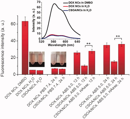 Figure 7. Fluorescent quantification of DOX NCs and CSOA/NCs after incubation in PBS 7.4 (0.01 M) and ABS 5.0 (0.01 M, with or without 100 unit/mL HAase) for different time at 37°C. The inserted curve was the emission spectrum. (**p<.01).