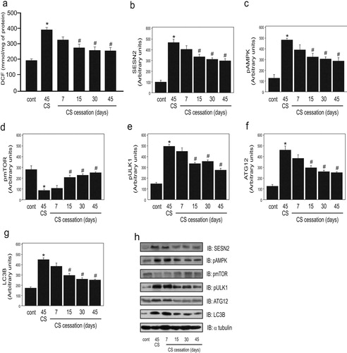 Figure 3. Effect of cigarette smoke (CS) cessation on ROS and autophagy markers in the lungs of mice after 45 days of CS exposure (n = 10 per group). Dichlorofluorescein (DCF) level (a), protein levels of SESN2 (b), AMPK phosphorylation (c), mTOR phosphorylation (d), ULK1 phosphorylation (e), ATG12 (f), LC3B (g), and representative western blot analysis of the evaluated proteins (h) in the control (non-exposed group), CS exposure for 45 days, and 45 days CS exposure followed by CS cessation for different days (7, 15, 30, and 45 days) groups. Data are expressed as the mean and standard error of the means (mean ± SEM) and analyzed statistically by one-way analysis of variance, followed by Tukey’s HSD post hoc test (*p < 0.05 versus cont; #p < 0.05 versus 45 CS).