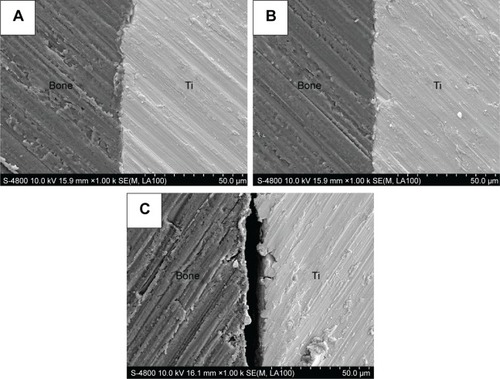 Figure 5 Scanning electron microscope images of polished cross-sections of the implants in bone of different groups after 2-month implantation.Notes: (A) Experimental group, (B) positive control group, and (C) blank control group.Abbreviation: Ti, titanium.