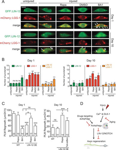 Figure 8. Autophagy regulates LIN-12 in axon regeneration. (A) Representative images of intact and injured PLM neurons from day 1 and day 10 animals co-expressing mCherry::LGG-1 and GFP::LIN-12 in touch neurons with indicated treatments. For rapamycin treatment, L4 and day 9 animals were treated for 24 h prior to laser axotomy. After axotomy, animals were cultured for 24 h in the presence of rapamycin before imaging. For BA1 treatment, BA1 or 0.2% DMSO was injected to day 1 and day 10 animals 1 h prior to laser axotomy and animals were then recovered for 24 h before imaging. For the uninjured controls, animals underwent sham injury and imaged 24 h later. Scale bar: 5 µm. (B) Quantification of GFP::LIN-12+, mCherry::LGG-1+, and double-positive puncta in PLM neurons from day 1 and day 10 animals co-expressing mCherry::LGG-1 and GFP::LIN-12 in touch neurons with indicated treatments. (C) Quantification of PLM axon regrowth in day 1 and day 10 animals of indicated genotypes and with indicated treatments following the same protocol as (A). (D) Schematic illustration of the summary/working model. Axon injury induces autophagy in a Ca2+ and DLK-1-dependent manner, and the injury-induced autophagy activation declines with aging. Autophagy limits the level of LIN-12/NOTCH to promote axon regeneration. Statistics: One-way ANOVA; mean ± SEM; *p < 0.05; **p < 0.01; ***p < 0.001. ns, not significant