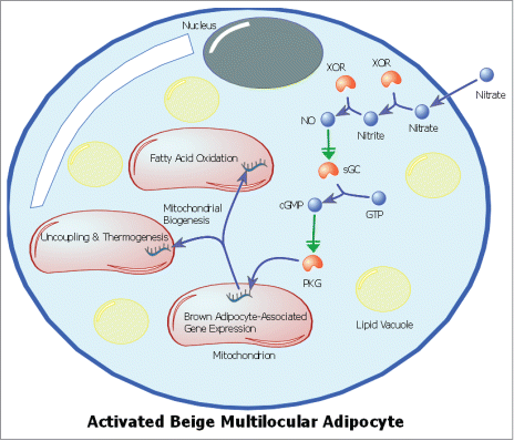 Figure 1. Schematic of an activated beige adipocyte highlighting the signaling mechanism for the nitrate-induced browning response. Nitrate is reduced to nitrite, then to nitric oxide (NO) via xanthine oxidoreductase (XOR) activity. NO activates soluble guanylyl cyclase (sGC), which catalyzes the formation of cyclic guanosine monophosphate (cGMP) from guanosine triphosphate (GTP), activating Protein Kinase G (PKG) and leading to increased expression of mitochondrial browning genes. Increased expression of brown adipocyte-associated genes results in mitochondrial biogenesis and a brown adipocyte-like functional phenotype.