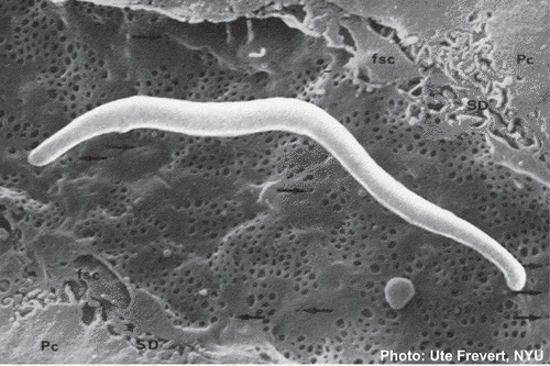 Figure 1. Malaria sporozoite. Scanning electron micrograph of a Plasmodium cynomolgi sporozoite superimposed on a scanning electron micrograph of a rat liver sinusoid. P. falciparum sporozoites are similar in appearance and are typically 8–10 microns in length. They are large eukaryotic cells able to glide along the endothelium, traverse interstitial spaces, and penetrate Kupffer cells and hepatocytes. Pc = parenchymal cell (hepatocyte); fsc = fat-storing cells (stellate cell); SD = space of Disse. Arrows point to endothelial cell fenestrations. This composite image was made by Ute Frevert, who modified the shape of the sporozoite to better reflect the ability of the parasite to flex when gliding along natural tissue structures as shown by intravital cinematography. Reproduced with permission from Comparative Hepatology (no changes were made) [Citation86].