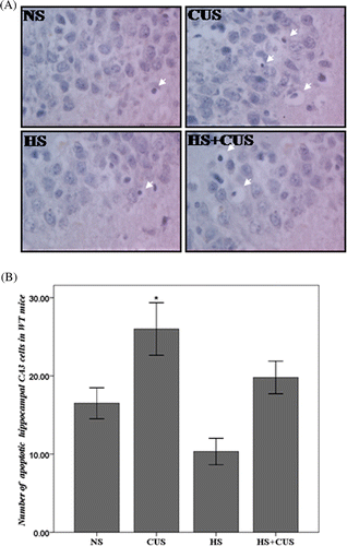 Figure 3. Apoptosis in hippocampal CA3 area in the hsf1+/+ mice. (A) TUNEL staining of hippocampal CA3 area, original magnification ×400. The apoptotic cells exhibited condensed chromatin and smaller, dark brown nucleus. (B) The amount of apoptotic cells in WT mice. In hsf1+/+ mice, chronic unpredictable stress increase apoptosis in the CA3, but hyperthermia decrease chronic unpredictable stress induced apoptosis (n = 8–12). *p < 0.05 versus NS. Animals were grouped as described in Figure 1.