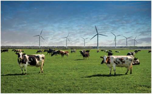 Figure 5. Livestock grazing on a wind farm (Alternative Energy Tutorials Citation2017)