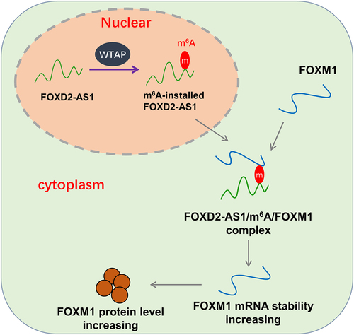 Figure 5. WTAP/FOXD2-AS1/m [Citation6]A/FOXM1 axis promotes the osteosarcoma progression.