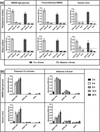 Figure 6. Biofilm and kinetics of biofilm formation of UPEC-46. (a) The biofilm formation assays were performed in different culture media (DMEM high glucose, preconditioned DMEM, and human urine) and abiotic surfaces (polystyrene and glass), with incubation for 24 h at 37°C. The dashed line represents the cutoff OD between forming and non-forming biofilm strains [Citation49]. The cutoff was defined as three standard deviations above the mean OD of the negative control. (b) The kinetic assays were performed in DMEM high glucose or human urine culture media during different incubation periods (3, 6, 9, 12, and 24 h) on polystyrene surface at 37°C. These tests were performed in the presence or absence of 1% α-D-man. In all tests performed, EAEC 042 and E. coli DH5α were used as positive and negative controls, respectively. The assays were performed in triplicate and repeated three times. The data presented consist of the mean ± standard deviation