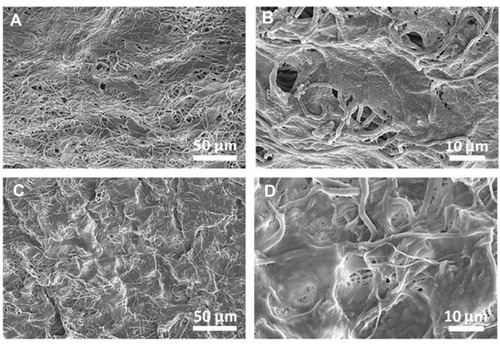 Figure 8 Morphology of hASCs incubated on scaffolds in the presence of osteogenic differentiation media at day 14, (A and B) PLLA/HA/DP scaffolds, (C and D) PLLA/PEO/HA/DP.