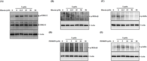 Figure 5 Leptin activates NF-κB through RhoA-ERK1/2 axis. (A–C) SV40 cells were pre-treated with Rhosin for 0.5 hours, followed by incubation with 100 ng/mL of leptin for 30 minutes. Subsequently, the phosphorylation levels of ERK1/2 (A), IKKα/β (B), and IκBα (C) in cell lysates were examined through Western blotting. (D and E) In a similar experimental setup, SV40 cells were pre-treated with Rhosin for 0.5 hours, followed by exposure to 100 ng/mL of leptin for 30 minutes. The subsequent analysis focused on the phosphorylation levels of IKKα/β (D) and IκBα (E) in cell lysates, which were assessed using Western blotting. The Western blotting images represent individual experiments.