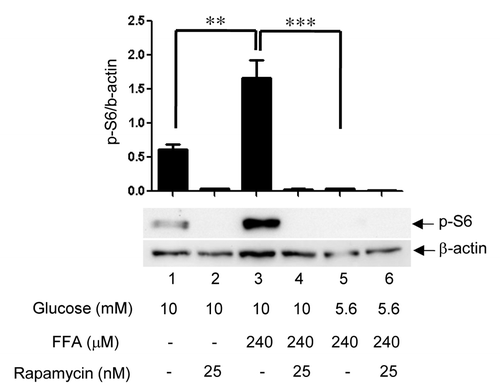 Figure 3. Nutrient-mediated activation of mTORC1. Rat islets (100) were treated for 4 days as indicated. Samples were processed for Western blotting for phosphorylated S6, stripped, and reblotted for β-actin. Band intensities were quantitated by Biorad ChemiDoc XRS Image Lab Software. The ratio of p-S6/β-actin was obtained as described in the Methods section. Data are the means ± SEM of n = 3 experiments.