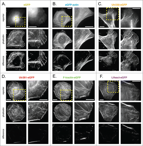 Figure 7. Comparison of live-cell actin probes and phalloidin in human U2-OS cells on fibronectin. Comparison of Alexa 564 phalloidin localization and eGFP actin reporters in fixed U2-OS cells stably expressing (A) eGFP, (B) eGFP-actin, (C) Utr230-eGFP, (D) Utr261-eGFP, (E) F-tractin-eGFP and (F) Lifeact-eGFP. Scale bars indicate 5 microns.