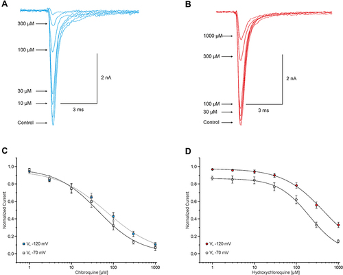 Figure 1 Chloroquine and hydroxychloroquine inhibit Nav1.5. (A and B) Representative traces of currents generated by Na+ channels in HEK-293 cells. These currents were triggered through 20 ms test pulses from −120 to 0 mV in intervals of 10s and showing an enhancement of inhibition corresponding to the increasing concentration of CQ (A) and HCQ (B). (C and D) Concentration-dependent block of resting and inactivated Nav1.5 channels. Peak amplitudes of Na+ currents at different concentrations were normalized with respect to the peak amplitude in control solution and plotted against the concentration of CQ (C) and HCQ (D). Data were fitted with the Hill equation as indicated by the solid line.