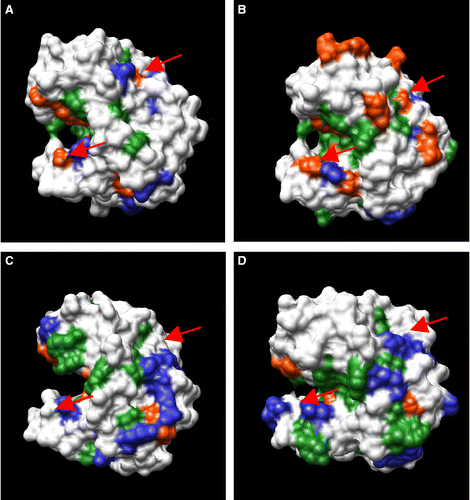 Figure 10.  Solvent accessible surfaces of four GH11 xylanases. XynI (A) and ExlA (B) are inhibited by (r)TLXI. XynII (C) and XynA (D) (GenBank nos. CAA49293 and AAA22897, respectively) are uninhibited by (r)TLXI. Negatively and positively charged residues and aromatic residues are indicated in red, blue and green, respectively. The upper arrow on each structure indicates the residues corresponding to Glu118ExlA whereas the lower arrow indicates the residues corresponding to Asp85ExlA. Pictures were made with Chimera [Citation32].