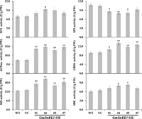 Figure 9. SUS, SPS, AGPase, GBSS, SSS and SBE enzyme activity in the leaves of WT and transgenic plants.