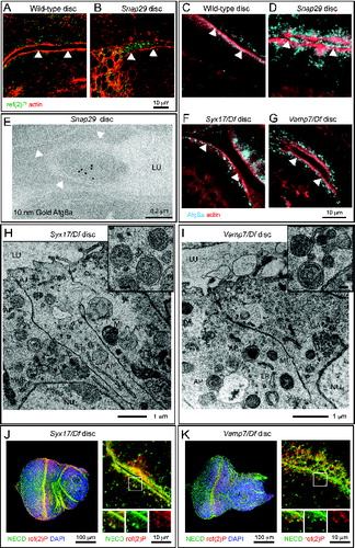 Figure 5. Autophagosomes are secreted in Snap29 mutant discs. (A to D) Cross sections of WT and Snap29B6 mutant wing discs (A and B), or eye discs (C and D) stained as indicated. ref(2)P and Atg8a accumulate inside mutant cells and above the apical lumen of Snap29B6 mutant discs. White arrowheads highlight the apical plasma membrane of the tissue above which is the lumen between 2 epithelial folds. (E) ImmunoEM of a Snap29B6 mutant disc reveals Atg8a labeling of a large vesicle in the extracellular lumen. The white arrowheads indicate the apical plasma membrane. (F to I) Sections of eye discs mutant for Syx17 or Vamp7. ref(2)P and autophagosomes accumulate within mutant cells, but they are not present in the extracellular lumen. (J and K) Cross-sections of Syx17 and Vamp7 mutant eye discs stained as indicated. High magnifications (right panels and insets) show that unperturbed N localization and no colocalization of N with accumulated ref(2)P. Labels are as in Figure 3.