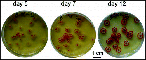 Figure 9 Spread of colony coloring from “reddening centers”. The same dish is shown at three time points.