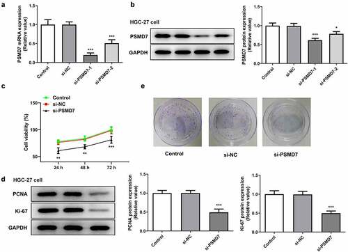 Figure 2. PSMD7 silencing inhibited gastric cancer cell proliferation and colony formation. (A&B) Results of qPCR and Western blot established the successful knockdown of PSMD7 by the transfection of PSMD7 siRNA plasmids. *P < 0.05, ***P < 0.001 vs si-NC (c) The viability of cells transfected with none, si-NC or si-PSMD7, detected by CCK-8 assay. **P < 0.01, ***P < 0.001 vs si-NC (d) The expression of proliferation markers PCNA and Ki-67 after transfection of si-PSMD7 in HGC-27 cells, detected by Western blot. ***P < 0.001 vs si-NC (e) The colonies of cells transfected with none, si-NC or si-PSMD7, detected by colony formation assay.