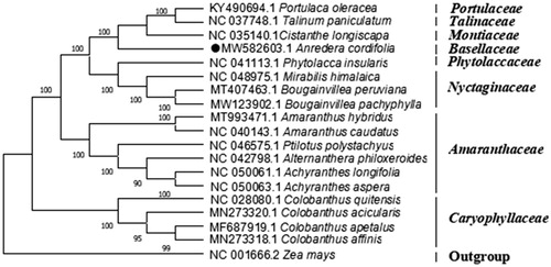 Figure 1. Phylogenetic position of Anredera cordifolia. The phylogenetic tree was generated by maximum-likelihood analysis based on the complete chloroplast genome sequences of 19 plants. Zea mays was selected as representative of the outgroup. The bootstrap values with 1000 replicates were used to confirm the stability of each tree node and were shown next to the node. GenBank accession numbers are listed left to the scientific names.