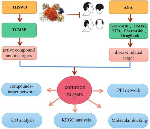 Figure 1 The whole framework of this study based on network pharmacology and molecular docking for investigating pharmacological mechanisms of THSWD acting on AGA.
