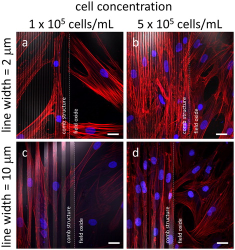 Figure 4. Fluorescence confocal micrographs of cells adhered to comb structures with line widths of (a - b) 2 μm and (c - d) 10 μm. Two different cell concentrations were tested (a and c) 1 x 105 cells/mL and (b and d) 5 x 105 cells/mL. White dashed lines represent the boundary between the comb structure and the field oxide area. All cells were incubated in media for 72 hours with DNA stained in blue while actin filaments are in red. Tungsten lines appear in light gray. Scale bars correspond to 25 μm.