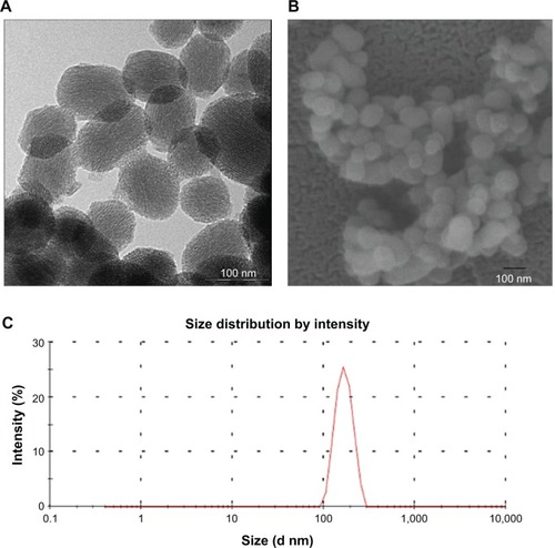 Figure 1 Characterization of MSNs.Notes: Size distribution of MSNs following dispersion in 5% glucose. Particle size distribution evaluated from the corresponding SEM (A) and TEM micrographs (B). Mean particle size (C) of the ordered mesoporous silica. The scale is indicated at the right lower corner. The average diameter of the MSNs was found to be 198.2±21.8 nm in 5% glucose solution, with the particle dispersion index of 0.146±0.067.Abbreviations: MSNs, mesoporous silica nanoparticles; SEM, scanning electron microscopy; TEM, transmission electron micrographs.