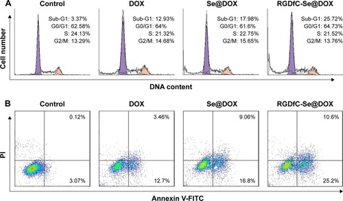 Figure 7 (A) Representative flow cytometry histograms of cell cycle analysis of A549 cells after incubation with various formulations of DOX for 24 h. (B) The percentages of apoptotic A549 cells after incubation with various formulations of DOX for 24 h. RGDfC-Se@DOX, selenium nanoparticles conjugated with RGDfC and DOX; Se@ DOX, selenium nanoparticles conjugated with DOX.Abbreviations: DOX, doxorubicin; FITC, fluorescein isothiocyanate; PI, propidium iodine; RGDfC, Arg–Gly–Asp–d-Phe–Cys.