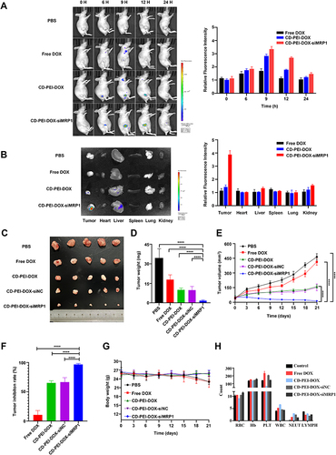 Figure 7 Analysis of targeting and tumor-inhibitory effect of nanodrugs.